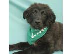 Adopt JOLSON a Black Belgian Shepherd / Mixed dog in Pt. Richmond, CA (37670387)