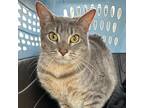 Adopt Milo A Gray Or Blue Domestic Shorthair / Mixed Cat In FREEPORT