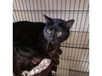 Adopt Moon a All Black Domestic Shorthair / Mixed cat in Stephenville