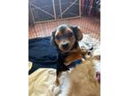 Adopt Jax A Shih Tzu / Dachshund / Mixed Dog In Coachella, CA (37670340)