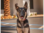Adopt Lobo A Black German Shepherd Dog / Mixed Dog In Palm Springs