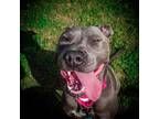 Adopt Kylie a Gray/Silver/Salt & Pepper - with Black Mixed Breed (Medium) /
