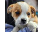 Adopt Charm A Tan/Yellow/Fawn Jack Russell Terrier / Pug / Mixed Dog In