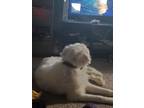 Adopt Shadow A White Great Pyrenees / Mixed Dog In Virginia Beach, VA (37670175)