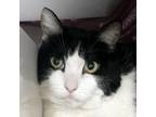 Adopt Bella A All Black Domestic Shorthair / Mixed Cat In Santa Barbara