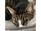 Adopt Niko A Brown Or Chocolate Domestic Shorthair / Mixed Cat In Santa Barbara