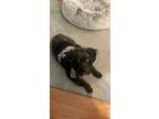 Adopt Mojo a Black Cockapoo / Mixed dog in Lexington Park, MD (37669930)