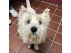 Adopt Cookie A White - With Tan, Yellow Or Fawn Westie, West Highland White