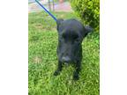 Adopt June A Black - With White Labrador Retriever / Mixed Dog In Quincy