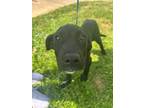 Adopt Jade A Black - With White Labrador Retriever / Mixed Dog In Quincy