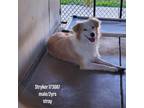 Adopt Stryker a White - with Tan, Yellow or Fawn Border Collie / Mixed dog in