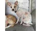Adopt Spring a White - with Tan, Yellow or Fawn Terrier (Unknown Type