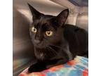 Adopt Frankie a All Black Domestic Shorthair / Mixed cat in Spokane