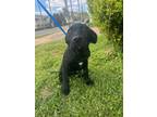 Adopt Jenna A Black - With White Labrador Retriever / Mixed Dog In Quincy