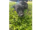 Adopt Juliet A Black - With White Labrador Retriever / Mixed Dog In Quincy