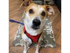 Adopt Stratton A Tan/Yellow/Fawn Beagle / Mixed Dog In Saratoga Springs