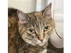 Adopt Peach a Domestic Shorthair / Mixed cat in Sheboygan, WI (37668106)
