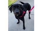 Adopt Colt a Black Labrador Retriever / Mixed dog in Perry, GA (37669827)