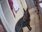 Adopt *BABY a Black - with White German Shepherd Dog / Mixed dog in Camarillo