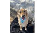 Adopt Keeko a Golden Retriever / Mixed dog in Prince George, BC (37668481)
