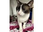Adopt Felix a Brown or Chocolate Snowshoe / Domestic Shorthair / Mixed cat in
