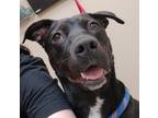 Adopt Dory a Mixed Breed (Medium) / Mixed dog in Spokane Valley, WA (37669725)