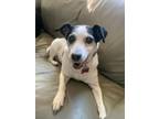 Adopt Lizzie A Rat Terrier Dog In Grand Rapids, MI (37669635)