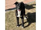 Adopt Mika A Black Terrier (Unknown Type, Medium) / Mixed Dog In Grand Junction