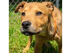 Adopt Joey a Red/Golden/Orange/Chestnut Mountain Cur / Mixed dog in Somerset