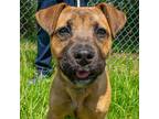 Adopt Phoebe a Red/Golden/Orange/Chestnut - with Black Mountain Cur / Mixed dog
