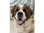 Adopt Bernadette a White St. Bernard / Mixed dog in Wenatchee, WA (37669594)