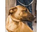 Adopt Ross a Red/Golden/Orange/Chestnut - with Black Mountain Cur / Mixed dog in