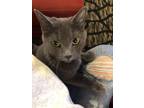 Adopt Kitty A Gray, Blue Or Silver Tabby Domestic Shorthair / Mixed (short Coat)