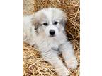 Adopt Amadeus a White - with Gray or Silver Great Pyrenees / Mixed dog in Tulsa