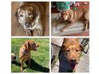Adopt Minnie A Red/Golden/Orange/Chestnut Labrador Retriever / Mixed Dog In