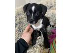 Adopt Teriyaki a Black Boston Terrier / Mixed dog in Appleton, WI (37669330)