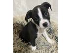 Adopt Cholula a Black Boston Terrier / Mixed dog in Appleton, WI (37669329)