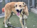 Adopt Leo A2070496 @ South LA a Tan/Yellow/Fawn Labrador Retriever / Mixed dog