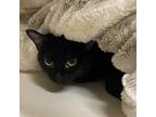 Adopt Buttercup A All Black Domestic Shorthair / Mixed Cat In St Augustine