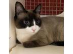 Adopt Lola A White (Mostly) Siamese / Mixed Cat In St Augustine, FL (37669147)