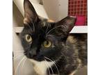 Adopt Holly A Calico Or Dilute Calico Domestic Shorthair / Mixed Cat In St