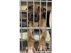 Adopt Hazel a Mixed Breed (Medium) / Mixed dog in Spokane Valley, WA (37668989)