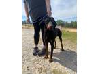 Adopt Gio A Black - With Tan, Yellow Or Fawn Black And Tan Coonhound / Mixed Dog