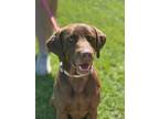 Adopt Creek A Brown/Chocolate Labrador Retriever / Mixed Dog In Quincy