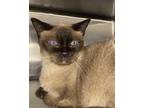 Adopt Pai Pai/Pyewacket A Cream Or Ivory Siamese / Mixed Cat In Palm Springs