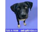 Adopt TUSC-Stray-tu9 A Black Labrador Retriever / Mixed Dog In Tuscaloosa