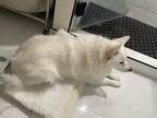 Adopt Zoe a White American Eskimo Dog / Mixed dog in San Jose, CA (37668783)