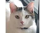 Adopt Cutie-Pie a White (Mostly) Domestic Shorthair / Mixed (short coat) cat in
