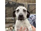 Adopt Tootsie a White - with Tan, Yellow or Fawn Australian Cattle Dog /
