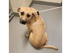 Adopt Dolores a Tan/Yellow/Fawn Mixed Breed (Medium) / Mixed dog in Asheville